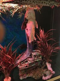 £40 - FRESHWATER CLARIUS CATFISH CLARIUS BATRACHUS APPROX 16 Inches