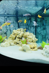 Ocean rock cichlid tropical Large amount