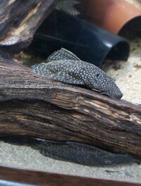 Pleco adult brown bristlenose ancistrus