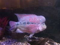 LARGE FISH for sale, Flowerhorn, 3 Oscar Cichlids, Gibbicep Plec