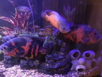 LARGE FISH for sale, Flowerhorn, 3 Oscar Cichlids, Gibbicep Plec