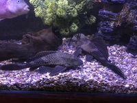 LARGE FISH for sale, Flowerhorn, 3 Oscar Cichlids, Gibbicep Plec