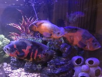 LARGE FISH for sale, Flowerhorn, 3 Oscar Cichlids, Gibbicep Plec