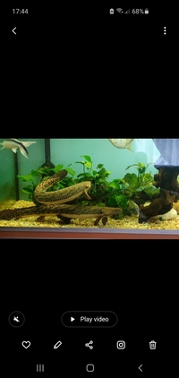 19 inch Polypterus teugelsi