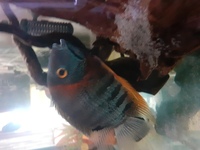 Breeding Pair Of Rotkeil Severum