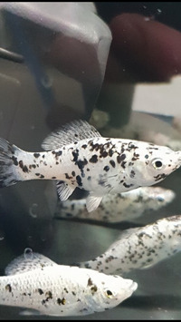 Dalmatian Mollies For Sale 10 weeks old £2 each Trowbridge Wiltshire