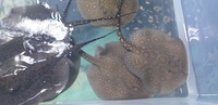 Stingray pups bd...henli...pear...mantila x motoro