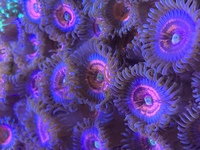 EVERLASTING GOBSTOPPER ZOAS