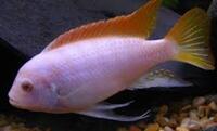 Wet Pets Solihull Have stunning Malawi Juvies for sale some rarer ones and a good size a must see li