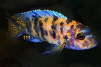 Wet Pets Solihull Have stunning Malawi Juvies for sale some rarer ones and a good size a must see li