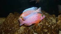 Wet Pets Solihull have yet again another fantastic offer of 20 Malawi Haps and Aulonacaras for sale.