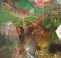 SOLD-Geophagus red head Tapajos pair 5inch in Leeds--ono £50