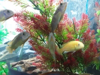 Adult Malawi cichlids for sale £5 each Bedfordshire