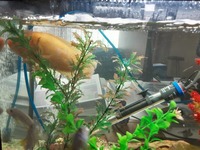 Adult Malawi cichlids for sale £5 each Bedfordshire