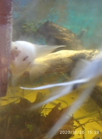 NOW SOLD---Breeding pair of Angelfish (5 inch) male yellow Koi/female white koi--ono £30 or make me an offer-in Leeds