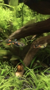 Black Bar Endler fry for sale. Aberdeen