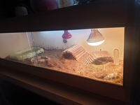 horsefield tortoise and 4 foorlt vivarium complete set up