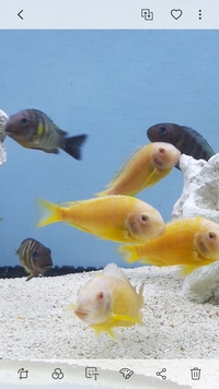 Tropheus albino kipili