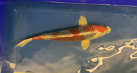 Six koi carp 25-42cm kohaku kujaku Showa hariwake yamabouki ogon kikoryu