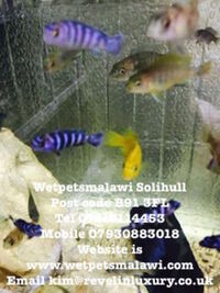 Wet Pets Solihull Have stunning Malawi Juvies for sale some rarer ones and a good size a must see li