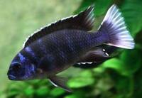 Wet Pets Solihull Have stunning Malawi Juvies for sale some rarer ones and a good size a must see li