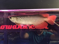 Asian Arowana Planet Arowana. UPDATED