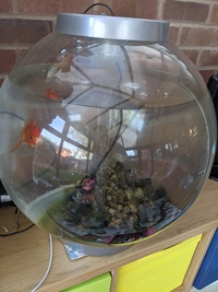 BiOrb 60 litre tank with 1 gold fish