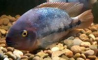 Predominantly central american cichlids, toomany to photograph