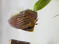 5x red turquoise discus