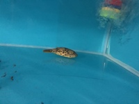 Rare Congo Puffer Fish. Tetraodon Schoutedeni