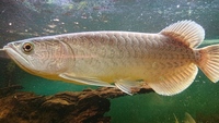 Batik Asian Arowana