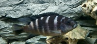 Large Malawi Cichlid