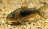 Bronze Corydoras Aneus