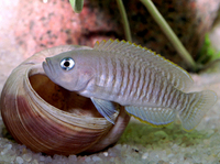 Neolamprologus Multifasciatus breeding group x7 - £35 SOLD