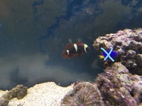 Marine fish tank with 1 fish and anemone