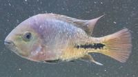 Synsplium Cichlid 4 - 5 inches £30