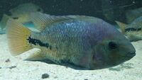 Synsplium Cichlid 4 - 5 inches £30