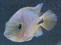 Synsplium Cichlid 4 - 5 inches £30