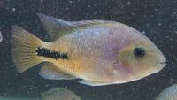 Synsplium Cichlid 4 - 5 inches £30