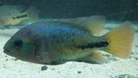 Synsplium Cichlid 4 - 5 inches £30