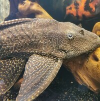 Sailfin pleco