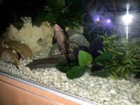 x3 Plecs common 8 inch and smaller