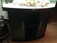 Bargain: £250 Wild Zebroides lumbilila + Juwel Tank + FX6 filter + 30kg rock