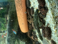 Groups of 4 brown Bristlenose pleco