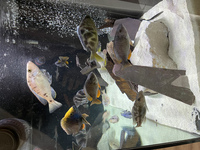 Mature african cichlids for sale