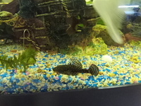 Bristlenose Pleco ,Small, (1 Inch +)