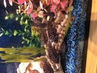 Convict Cichlids babies for sale