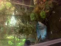 Blue dwarf gouramis