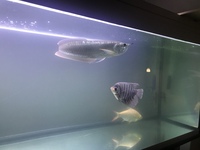 Silver aro and giant gourami