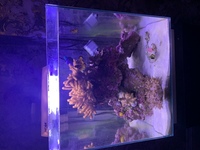 Reef Livestock & Reef tank